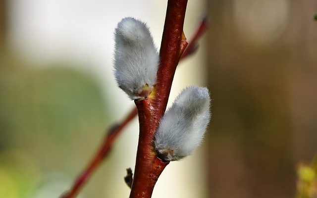 Comment faire une clôture en saule vivante