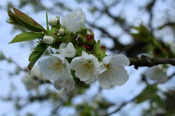 Comment identifier les fleurs d'arbres fruitiers