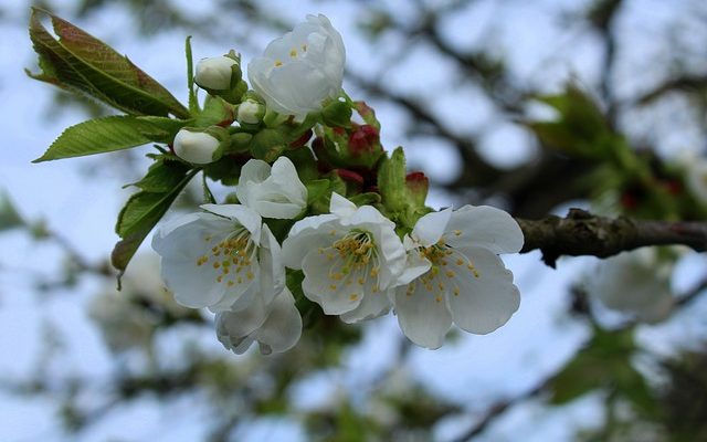 Comment identifier les fleurs d'arbres fruitiers