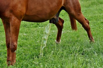 Comment obtenir des odeurs d'urine de chien hors des planchers de bois franc