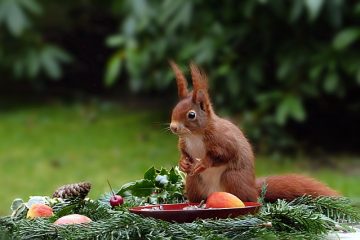 Comment planter des graines de graminées en hiver