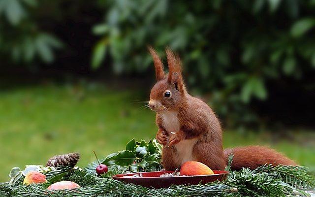 Comment planter des graines de graminées en hiver