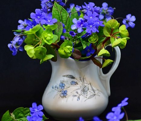Comment prendre soin des plantes d'argent (Crassula ovata)