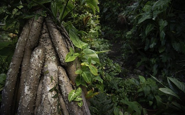 Comment prendre soin d'une orchidée après la floraison ?