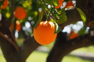 Comment ranimer un citronnier mourant