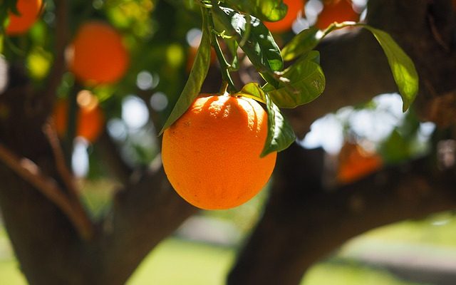 Comment ranimer un citronnier mourant