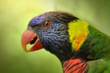 Comment tenir une volière à oiseaux