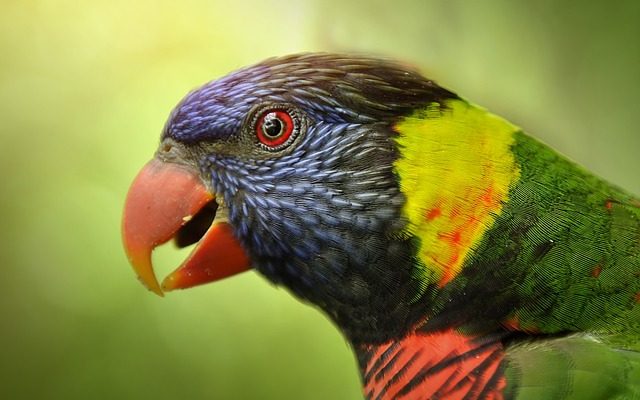 Comment tenir une volière à oiseaux