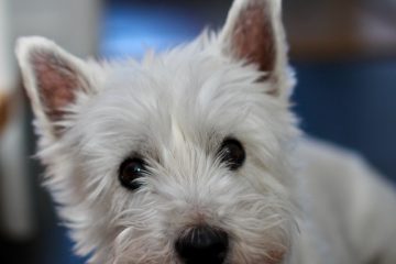 Comment toiletter un terrier blanc du West Highland White Terrier