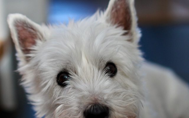 Comment toiletter un terrier blanc du West Highland White Terrier