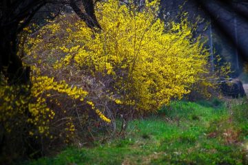 Comment transplanter le Forsythia