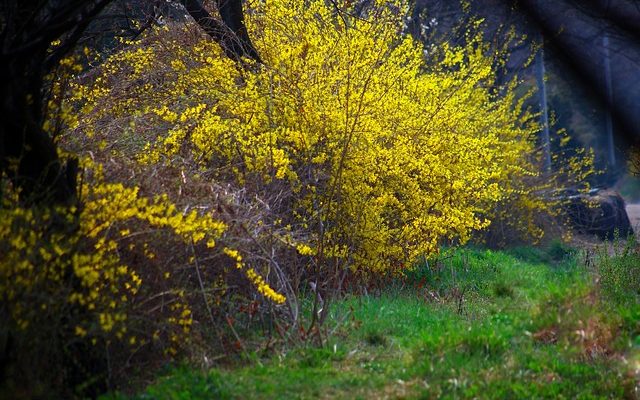 Comment transplanter le Forsythia