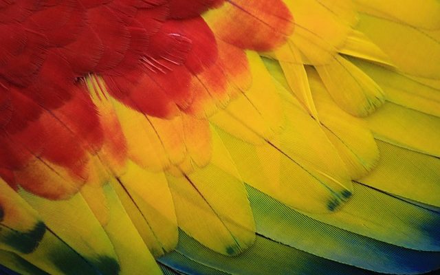 Comment transporter un oiseau de compagnie