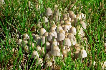 Comment tuer les champignons sauvages dans ma pelouse ?