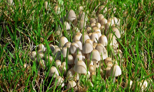 Comment tuer les champignons sauvages dans ma pelouse ?