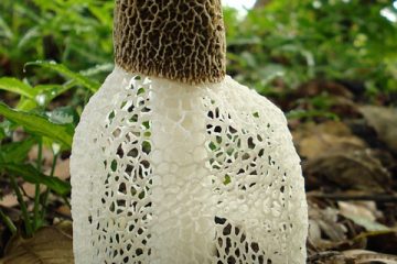 Comment tuer un champignon de Stinkhorn Fungus