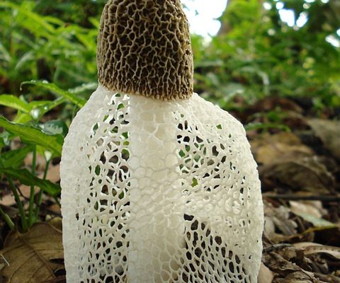 Comment tuer un champignon de Stinkhorn Fungus