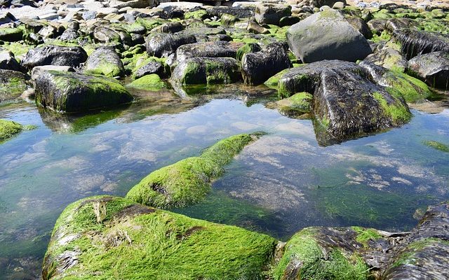 Comment tuer un plaisancier dans votre piscine