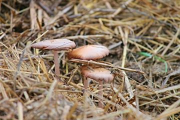 Comment vendre du fumier de cheval