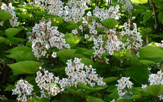 Conseils sur la culture d'un parapluie Catalpa