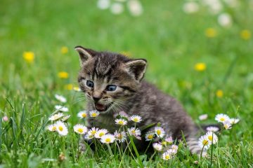 Crises d'épilepsie diabétique chez le chat