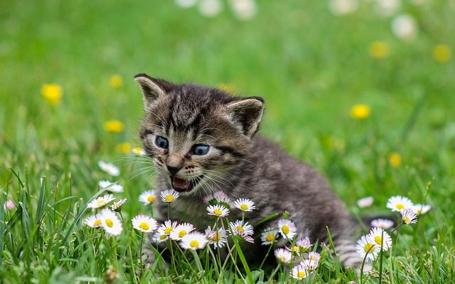 Crises d'épilepsie diabétique chez le chat