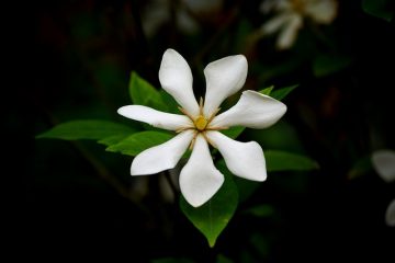 De quel type de nourriture les plantes de gardénia ont-elles besoin ?