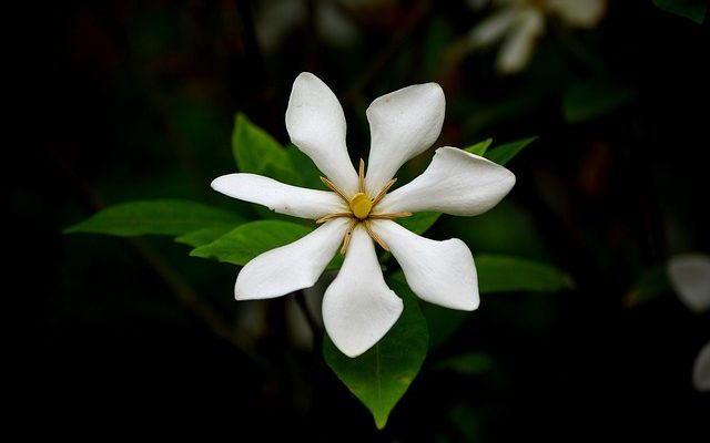 De quel type de nourriture les plantes de gardénia ont-elles besoin ?