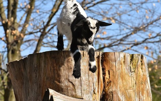 Différences entre la miniature pygmée et les chèvres naines.