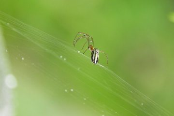 Identification des araignées de maison