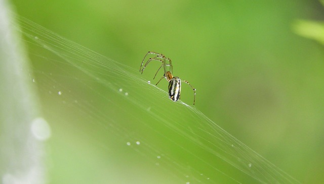 Identification des araignées de maison
