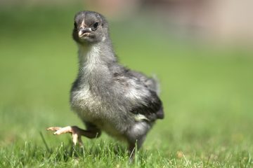 Informations sur les bébés poulets