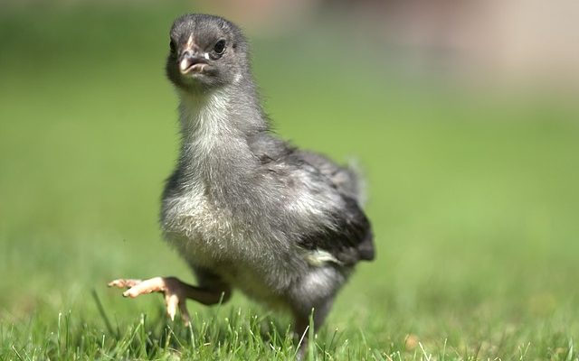 Informations sur les bébés poulets