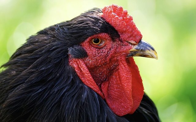 L'habitat naturel des poulets