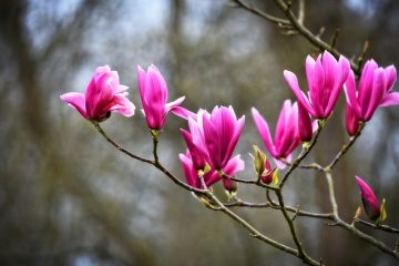 Liste des fleurs bleues