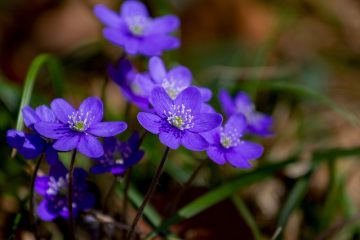 Liste des fleurs dicotylédones