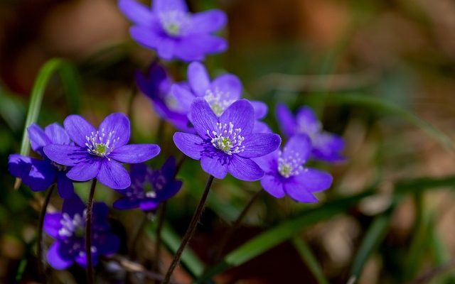 Liste des fleurs dicotylédones