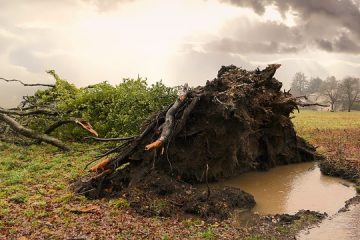 Petits arbres pour les conditions venteuses