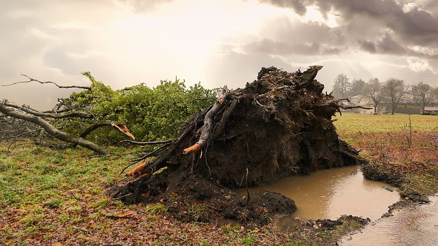 Petits arbres pour les conditions venteuses