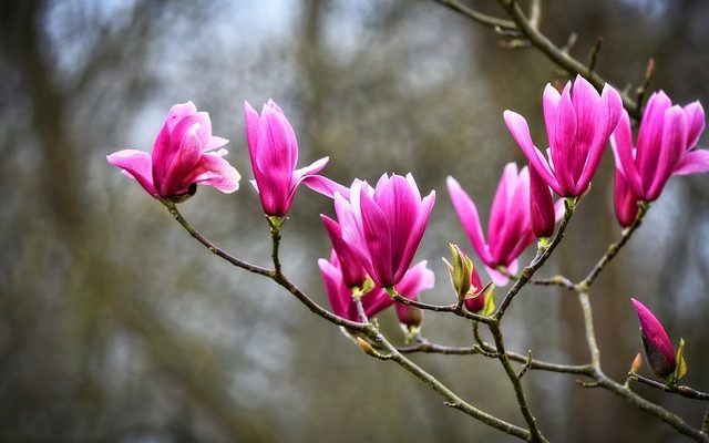 Plantes à fleurs qui ont des feuilles jaunes