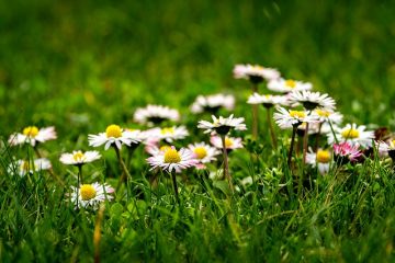 Plantes de marguerites en pot