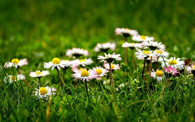 Plantes de marguerites en pot