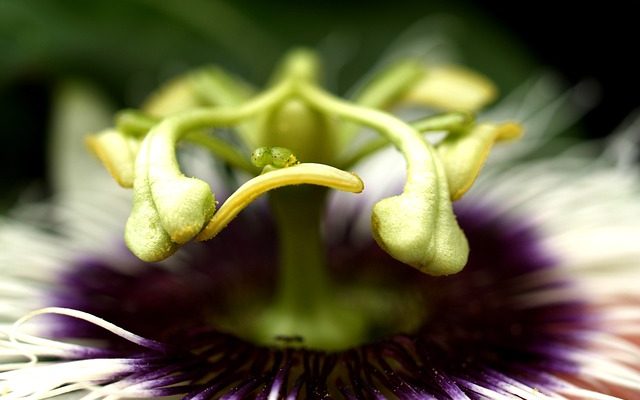 Pollen éruptions cutanées