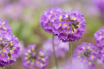 Pourquoi les feuilles de ma bégonia se flétrissent-elles ?