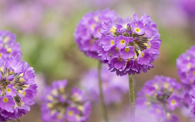 Pourquoi les feuilles de ma bégonia se flétrissent-elles ?