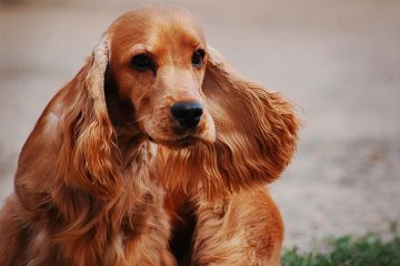 Problèmes de comportement chez les cocker spaniels