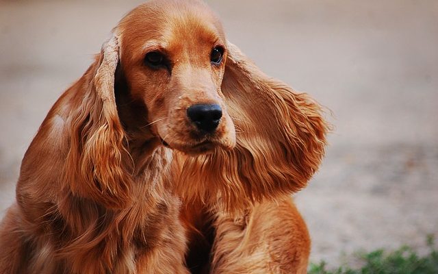 Problèmes de comportement chez les cocker spaniels