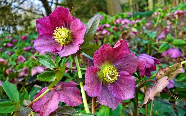 Quand puis-je planter des plantes vivaces ?