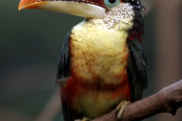 Quelles adaptations permettent à toco toucans de vivre ?