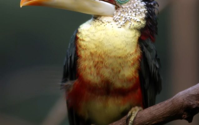 Quelles adaptations permettent à toco toucans de vivre ?
